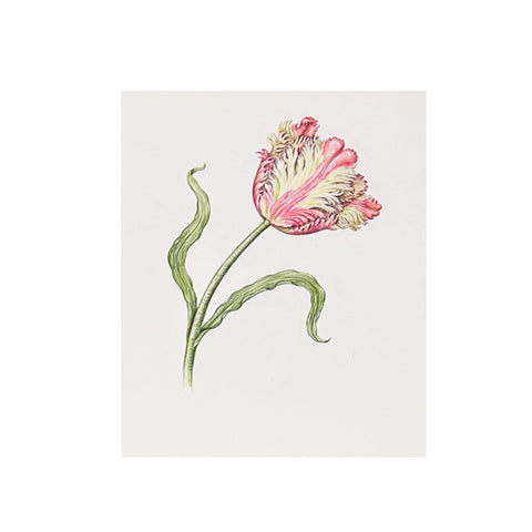 Jill Amadei, Flaming Pink Parrot Tulip, 2024