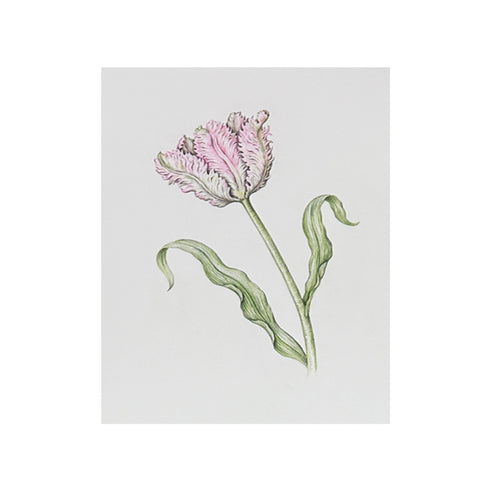 Jill Amadei, Light Pink Parrot Tulip, 2024