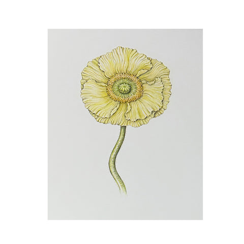 Jill Amadei, Light Yellow Poppy, 2024