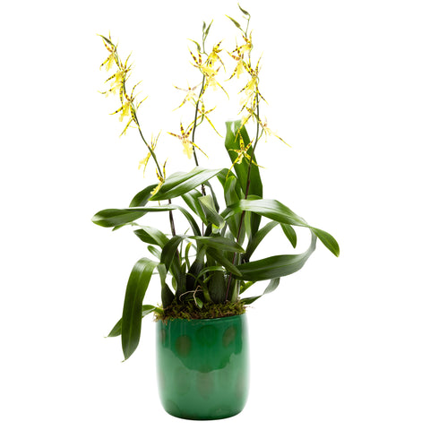 Cactus Green Vase with Pistachio and Emerald Green Dots