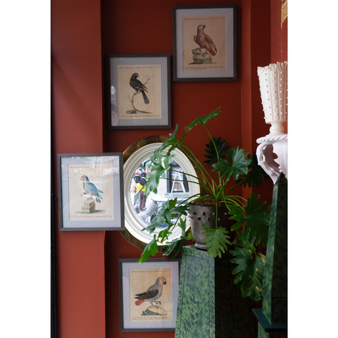 Set of Four 18th Century Hand-Colored Engravings of Parrots by Saverio Manetti