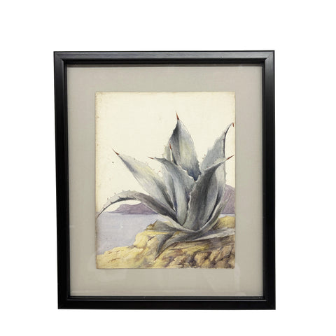 Agave on the Mediterranean