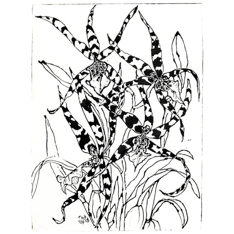 Christian Brechneff,  Black and White Beallara Diana Dunn Newberry Orchids III