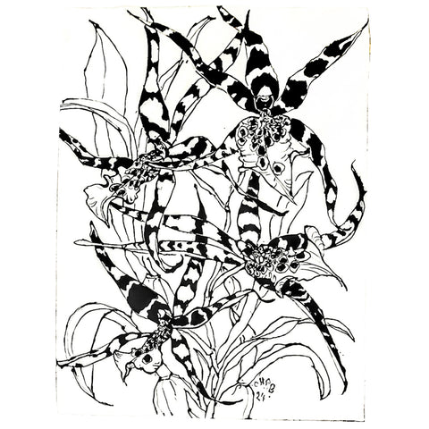 Christian Brechneff,  Black and White Beallara Diana Dunn Newberry Orchids II