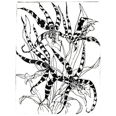 Christian Brechneff,  Black and White Beallara Diana Dunn Newberry Orchids IV