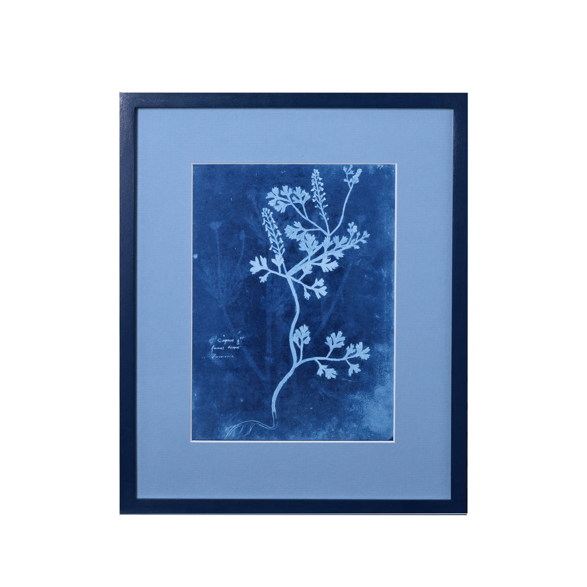 15th C. Italian Herbal Cyanotypes by Dale Goffigon