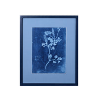 15th C. Italian Herbal Cyanotypes by Dale Goffigon