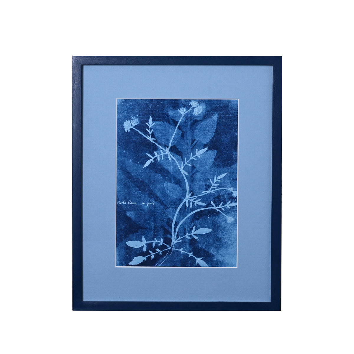 15th C. Italian Herbal Cyanotypes by Dale Goffigon
