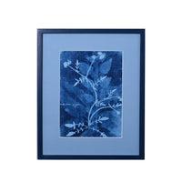 15th C. Italian Herbal Cyanotypes by Dale Goffigon
