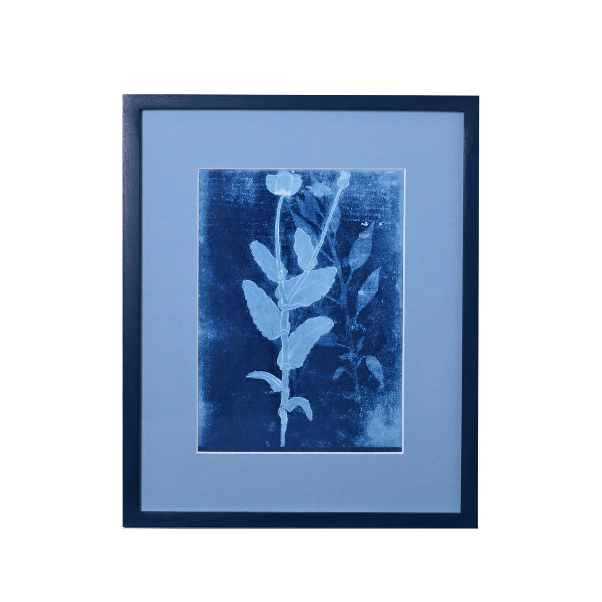 15th C. Italian Herbal Cyanotypes by Dale Goffigon