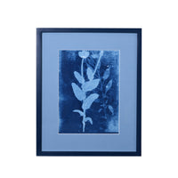 15th C. Italian Herbal Cyanotypes by Dale Goffigon