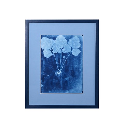 15th C. Italian Herbal Cyanotypes by Dale Goffigon