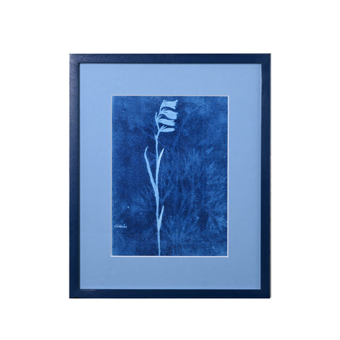 15th C. Italian Herbal Cyanotypes by Dale Goffigon