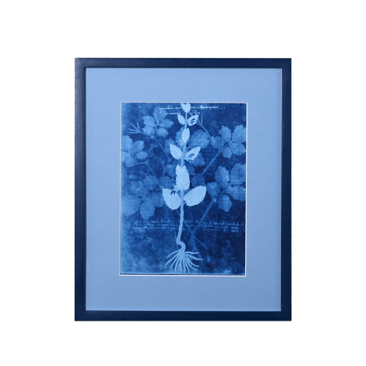 15th C. Italian Herbal Cyanotypes by Dale Goffigon