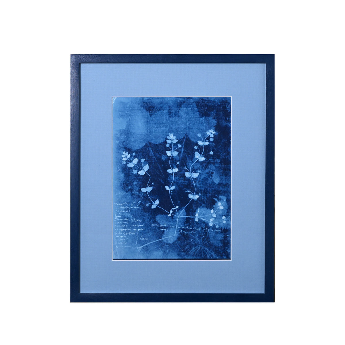 15th C. Italian Herbal Cyanotypes by Dale Goffigon