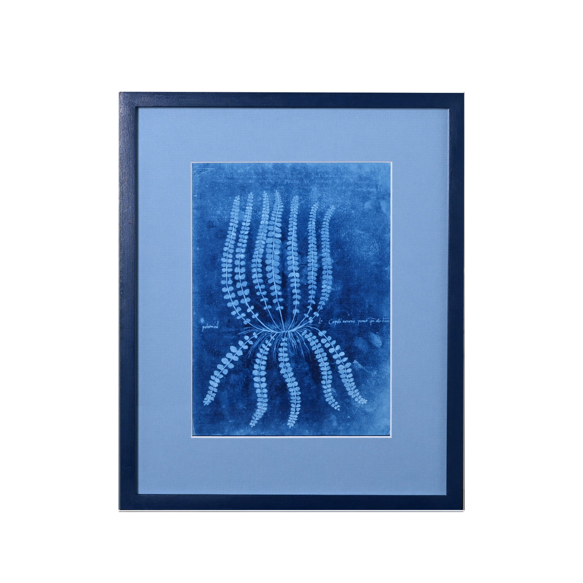 15th C. Italian Herbal Cyanotypes by Dale Goffigon