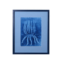 15th C. Italian Herbal Cyanotypes by Dale Goffigon