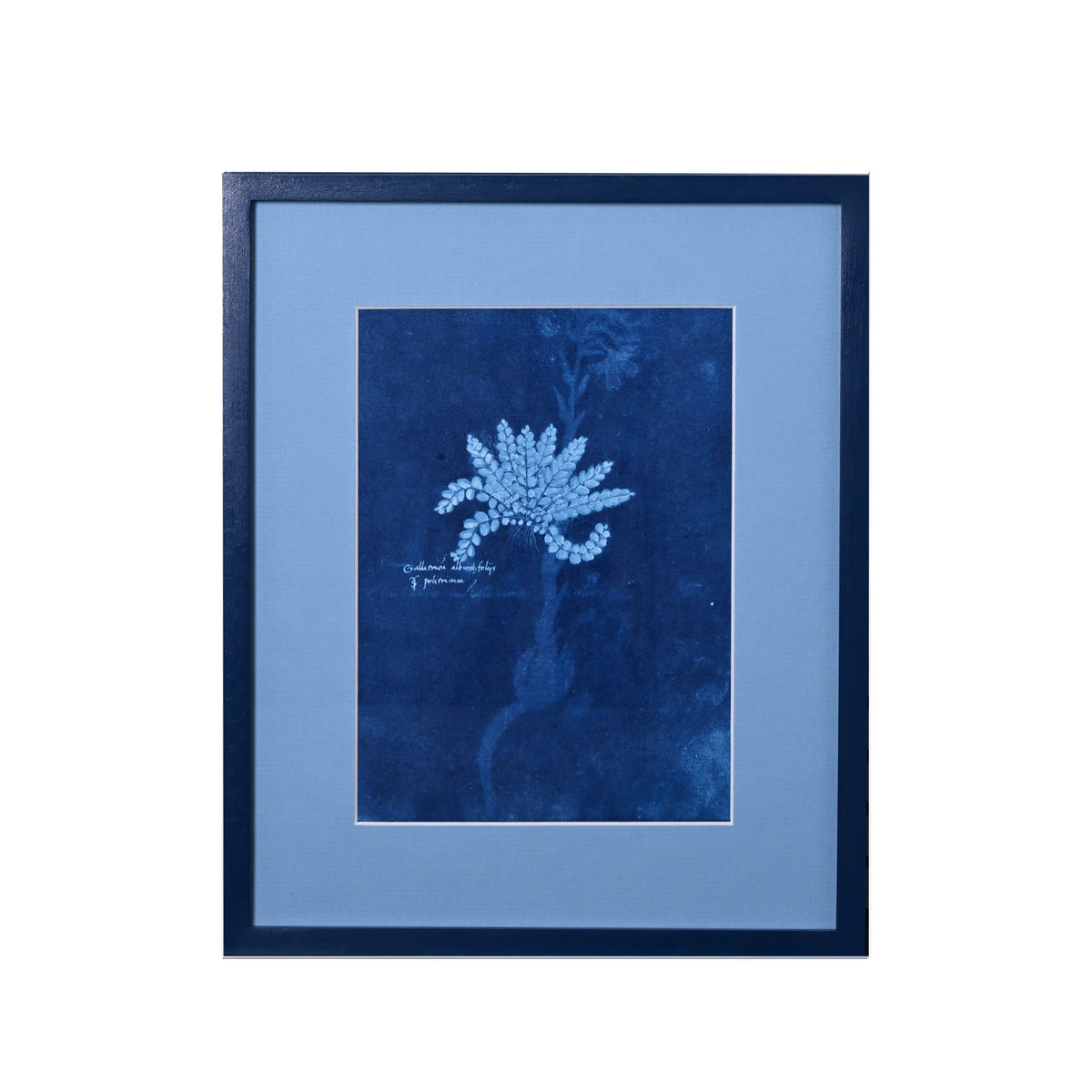 15th C. Italian Herbal Cyanotypes by Dale Goffigon