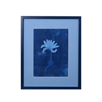 15th C. Italian Herbal Cyanotypes by Dale Goffigon