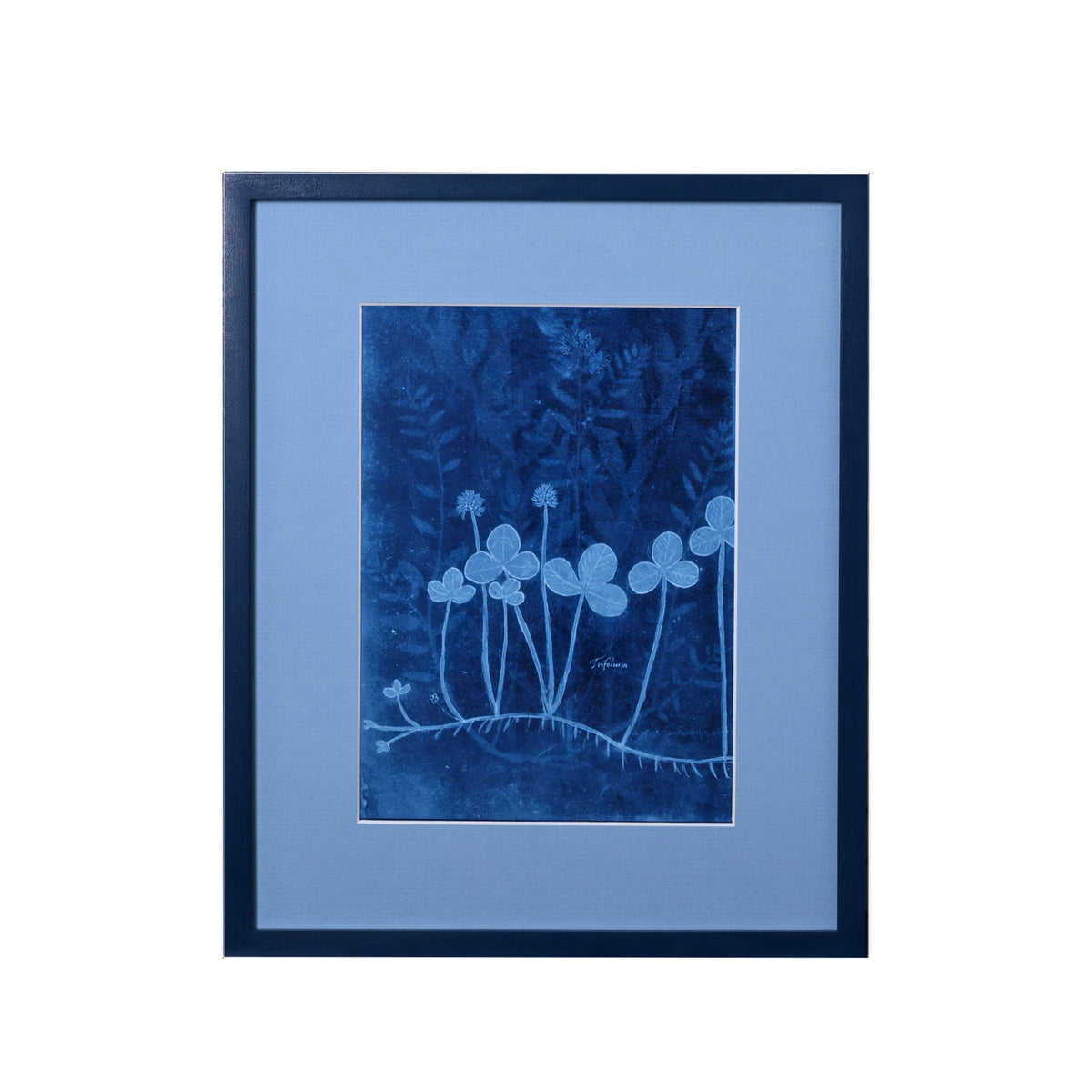 15th C. Italian Herbal Cyanotypes by Dale Goffigon