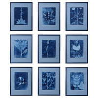 15th C. Italian Herbal Cyanotypes by Dale Goffigon