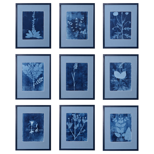 15th C. Italian Herbal Cyanotypes by Dale Goffigon