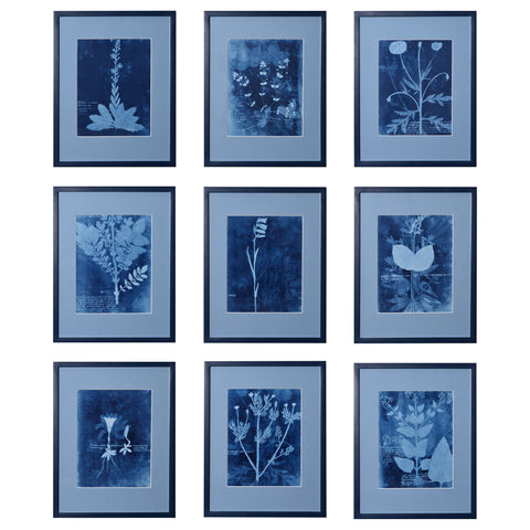 15th C. Italian Herbal Cyanotypes by Dale Goffigon