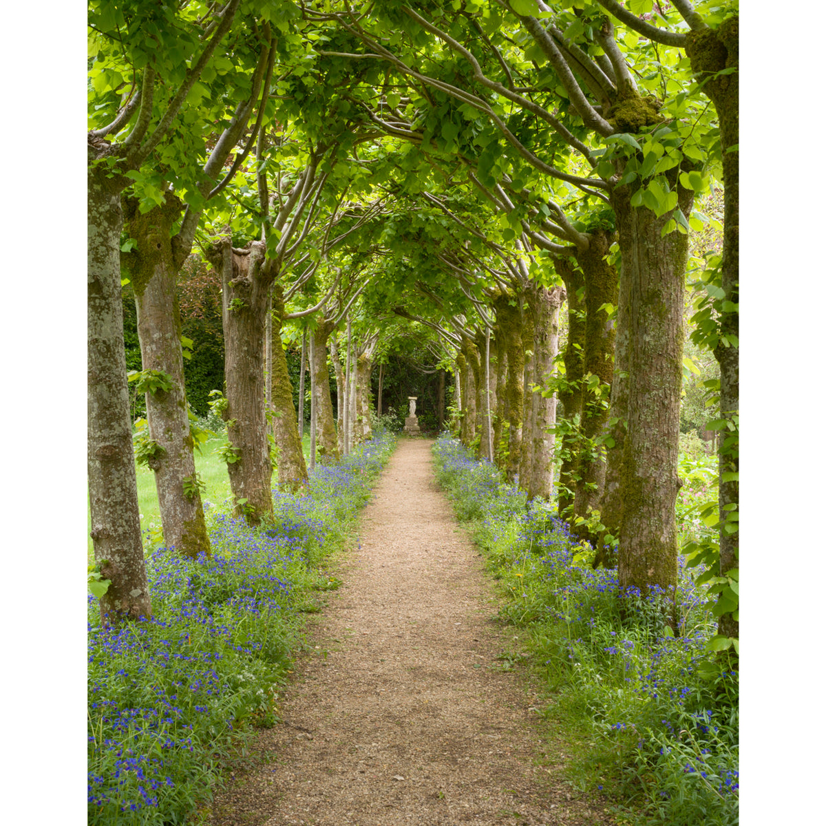 The Beech Arbor by Dale Goffigon