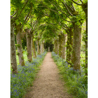 The Beech Arbor by Dale Goffigon