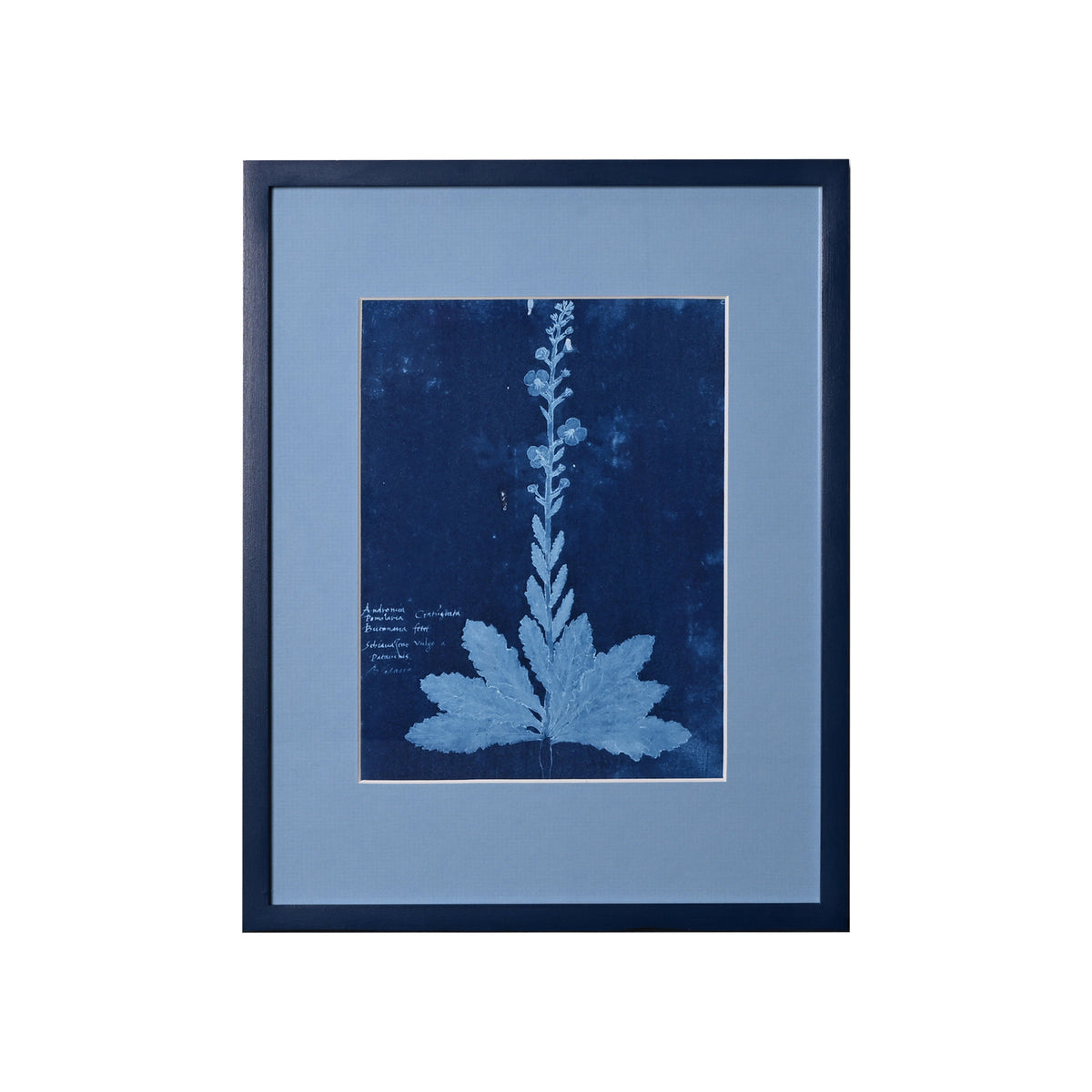 15th C. Italian Herbal Cyanotypes by Dale Goffigon