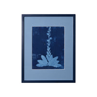 15th C. Italian Herbal Cyanotypes by Dale Goffigon