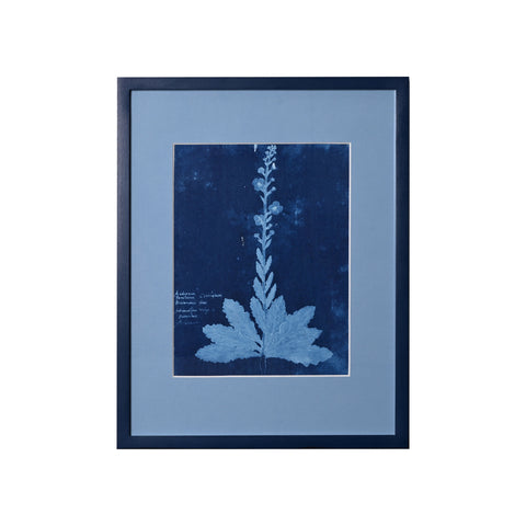 15th C. Italian Herbal Cyanotypes by Dale Goffigon