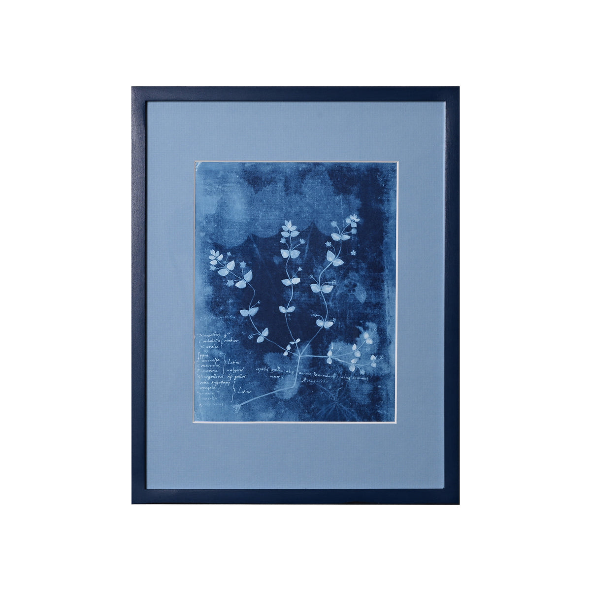 15th C. Italian Herbal Cyanotypes by Dale Goffigon