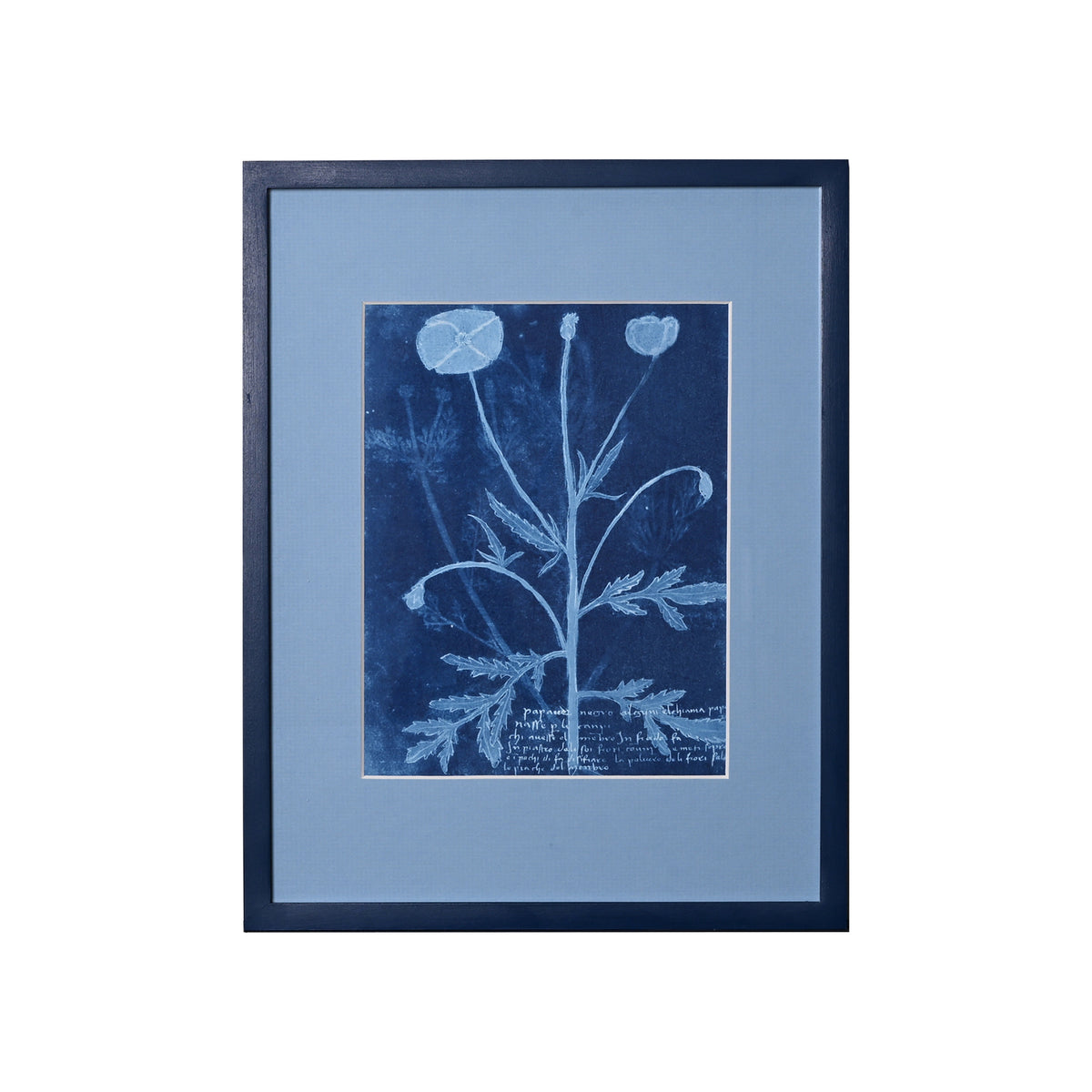 15th C. Italian Herbal Cyanotypes by Dale Goffigon