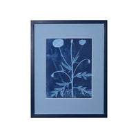 15th C. Italian Herbal Cyanotypes by Dale Goffigon