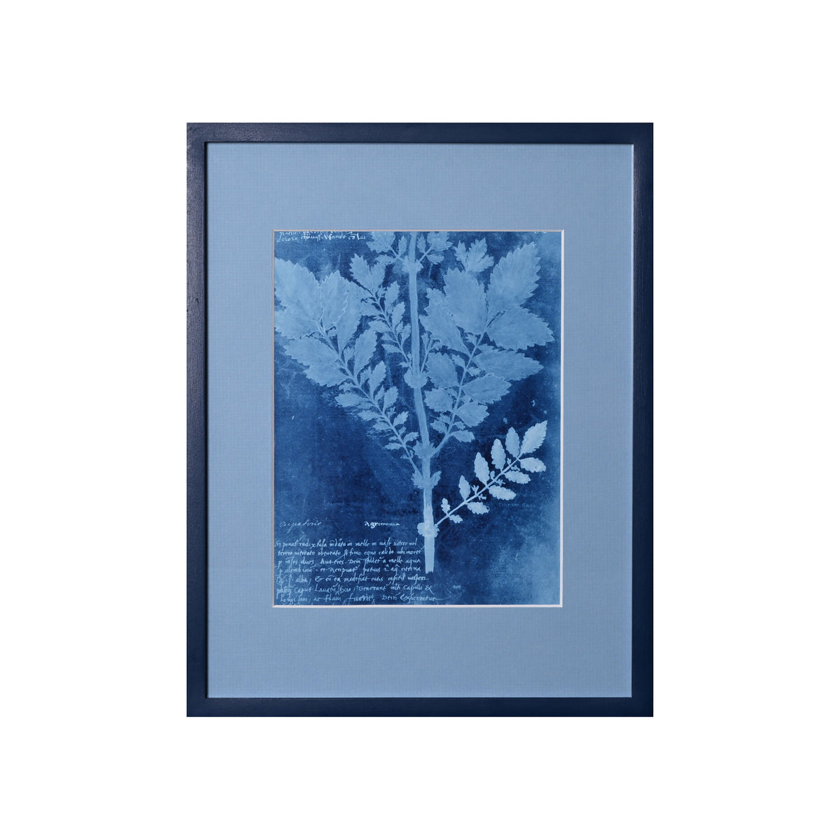 15th C. Italian Herbal Cyanotypes by Dale Goffigon