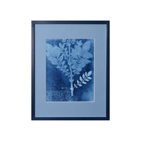 15th C. Italian Herbal Cyanotypes by Dale Goffigon