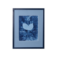 15th C. Italian Herbal Cyanotypes by Dale Goffigon