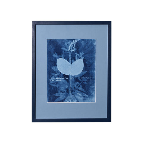 15th c. Italian Herbal Cyanotype by Dale Goffigon