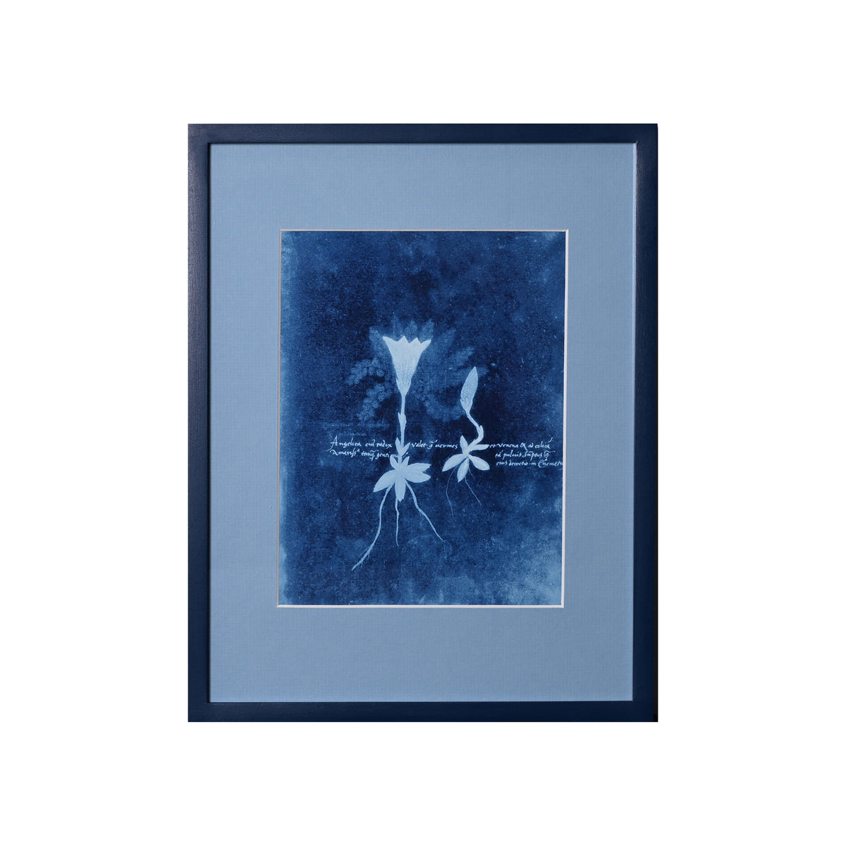 15th C. Italian Herbal Cyanotypes by Dale Goffigon