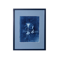 15th C. Italian Herbal Cyanotypes by Dale Goffigon