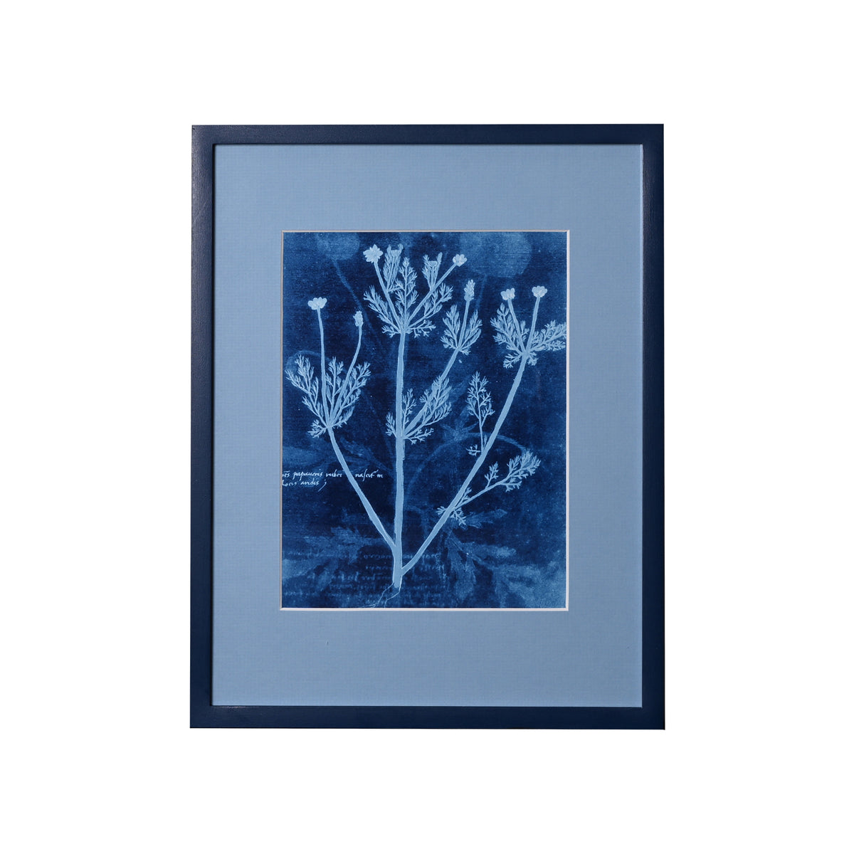 15th C. Italian Herbal Cyanotypes by Dale Goffigon