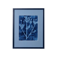 15th C. Italian Herbal Cyanotypes by Dale Goffigon