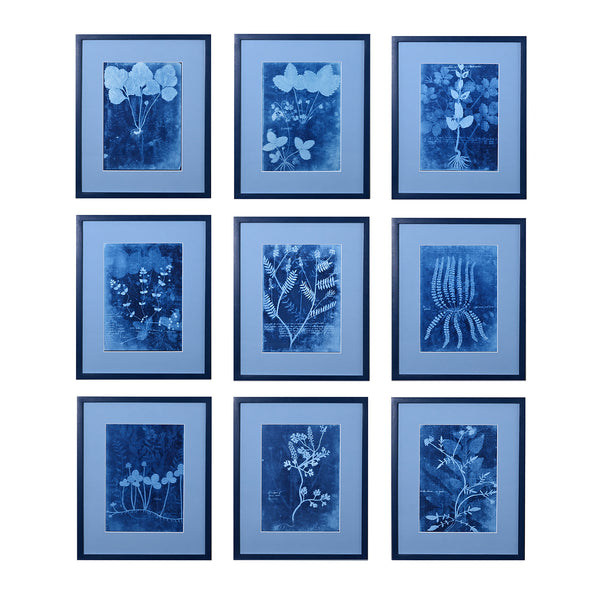 15th C. Italian Herbal Cyanotypes by Dale Goffigon