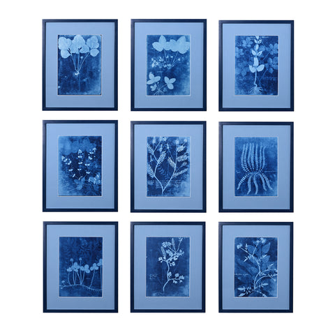 15th C. Italian Herbal Cyanotypes by Dale Goffigon