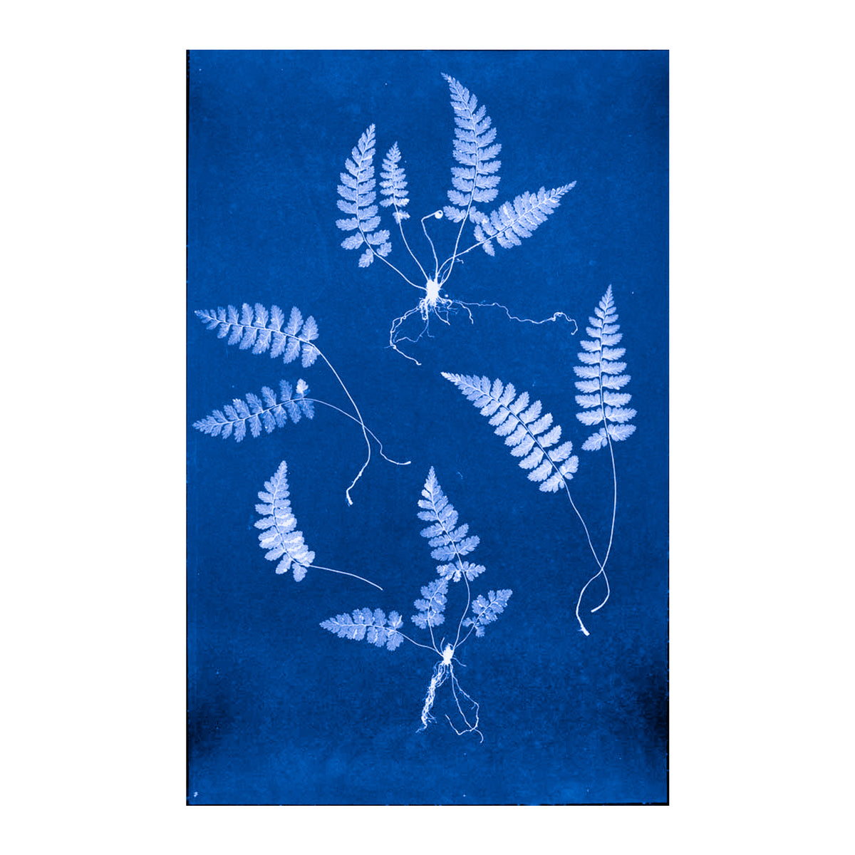 Cecilia Glaisher's Ferns Indigo Prints by Dale Goffigon
