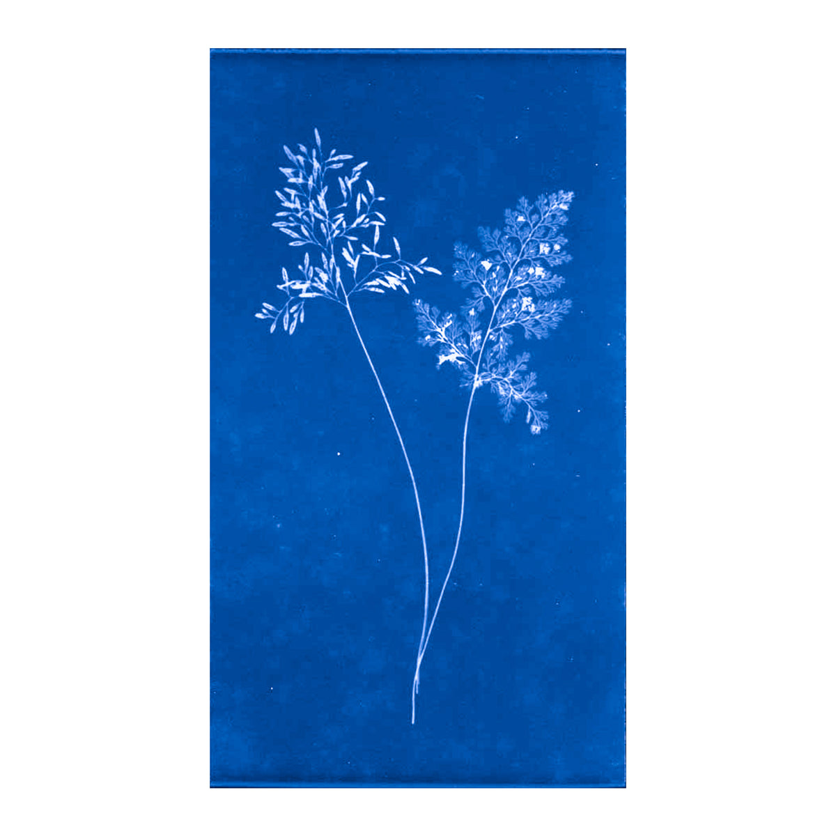 Cecilia Glaisher's Ferns Indigo Prints by Dale Goffigon