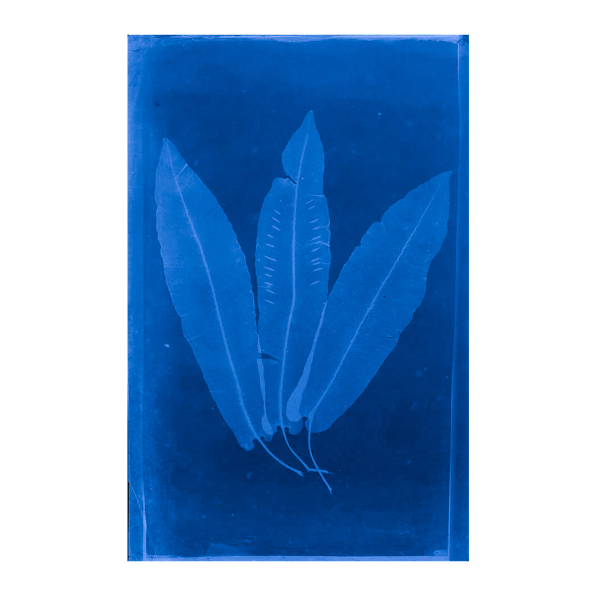 Cecilia Glaisher's Ferns Indigo Prints by Dale Goffigon