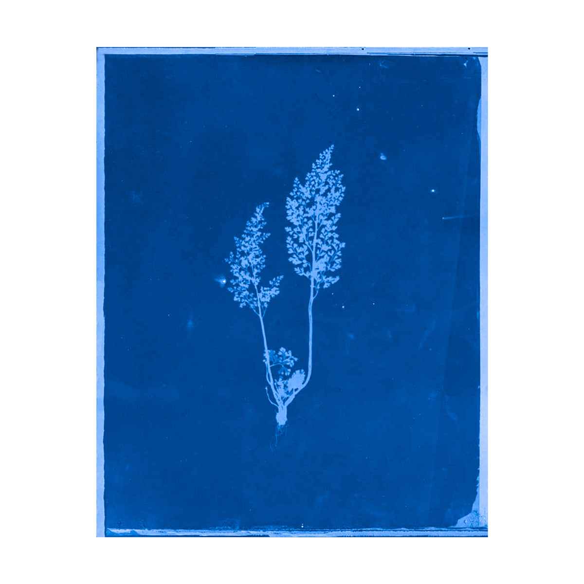 Cecilia Glaisher's Ferns Indigo Prints by Dale Goffigon