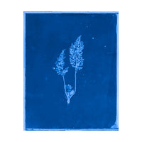 Cecilia Glaisher's Ferns Indigo Prints by Dale Goffigon